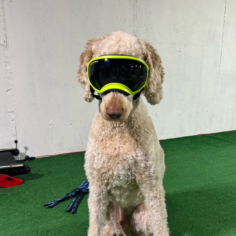 Rex Specs V1 Hot Granny Smith Dog Goggles LARGE